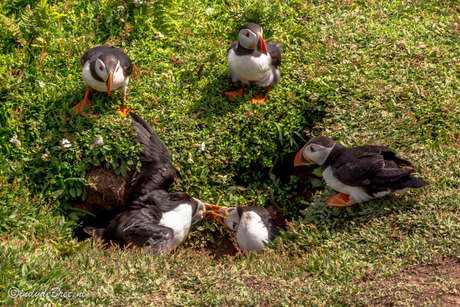 Vechtende puffins op Skomer Island