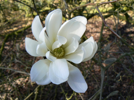 Magnolia in bloei