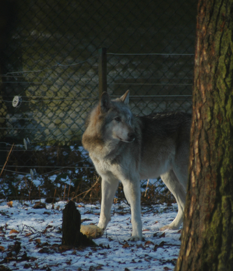 Wolfje in de sneeuw