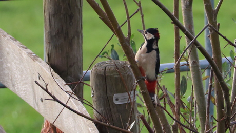 Portret van een specht.