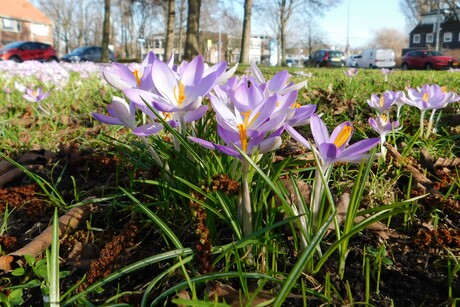 Yes..........lente!!!