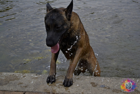 Hond