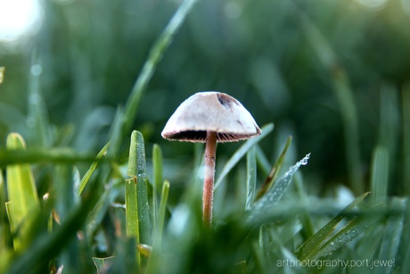 Mushroom at morning 