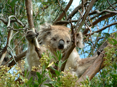 Koala in het wild