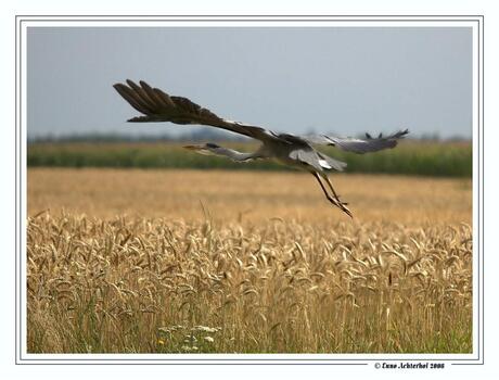 Reiger 2