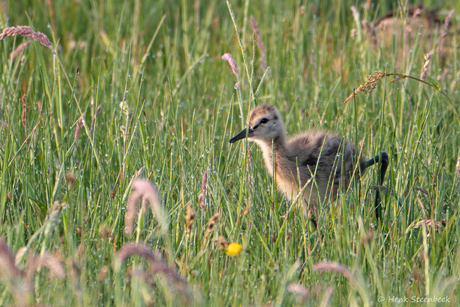 Grutto pulletje in het hoge gras