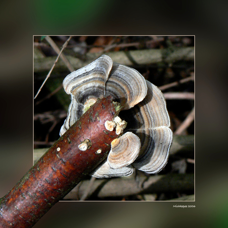 Trametes versicolor (met vraagteken)