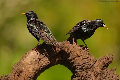 Starlings   (Spreeuwen )