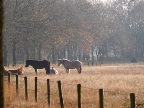 't Goor pony's