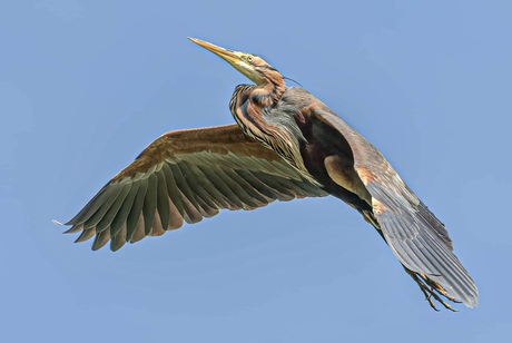 Purperreiger in vlucht