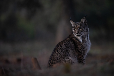 De terugkeer van een Europese top predator: "de Iberische lynx"