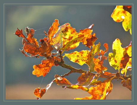 Afscheid van de herfst (2)