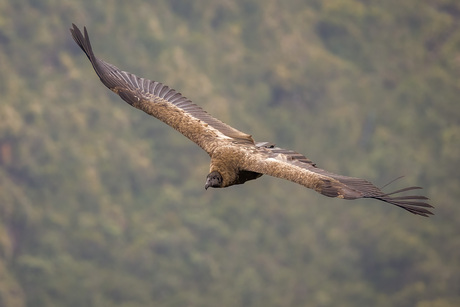 Andescondor in vlucht