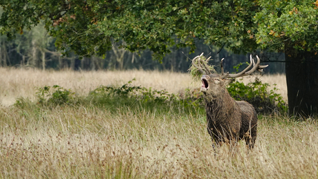 edelhert laat van zich horen