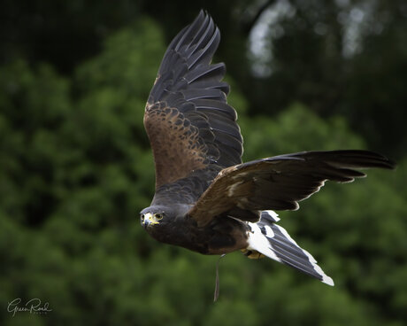 Eagle in Flight