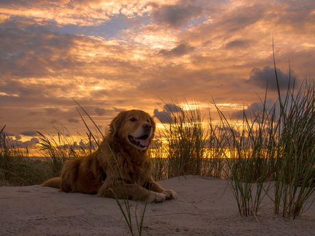 Zonsondergang met hond