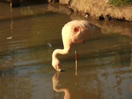 naar voedsel grabbende flamingo