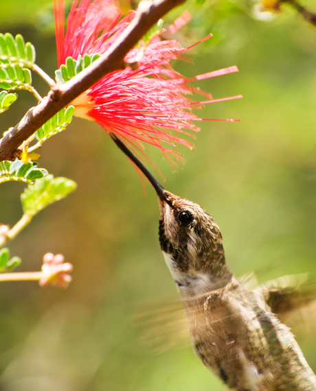 Hummingbird