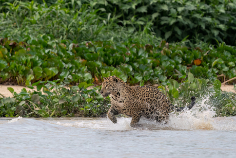 Jaguar spelend in het water
