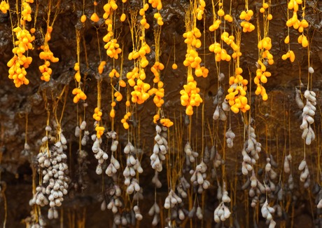 Troskalknetje jong en oud