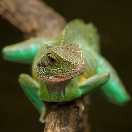 Burgers zoo