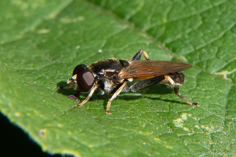 Gewone rode bladloper (Xylota segnis)