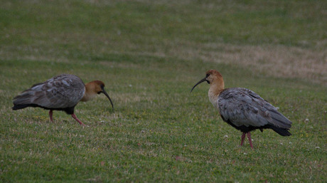 Black-faced Ibis (Theristicus melanopis)