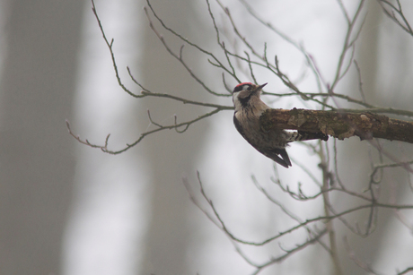 in het mistige bos