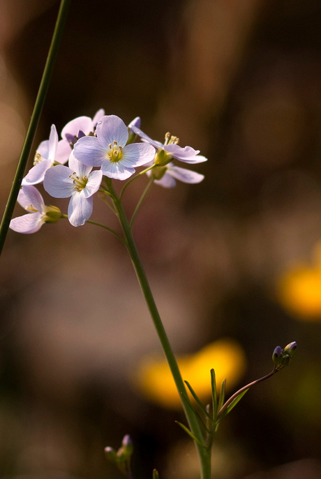 pinksterbloem