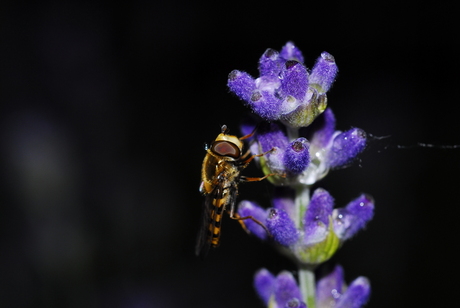 helikopterwesp met druppel