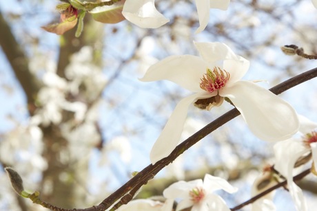 Witte bloem