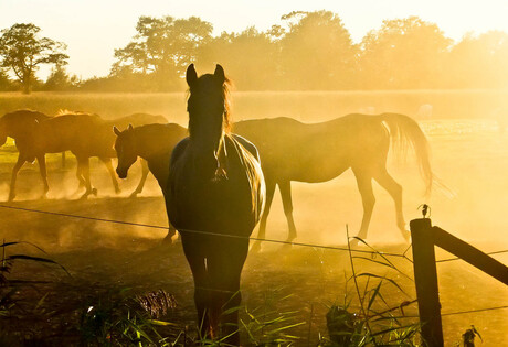 sunny horse