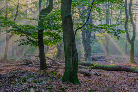 zonsopkomst in het bos