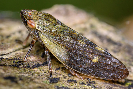 Cicade