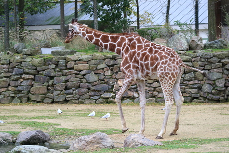 Giraffe