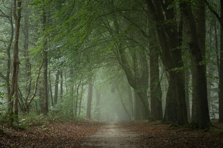 Mist in het Mensingebos