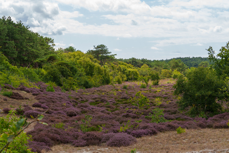 Heide in bloei