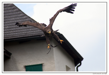 Roofvogelshow Werfen