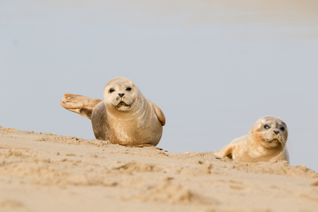 Twee gewone zeehonden op het strand