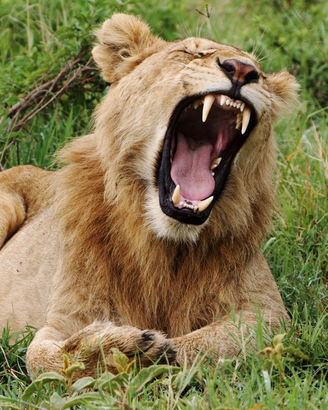 Leeuw in Ngorongoro