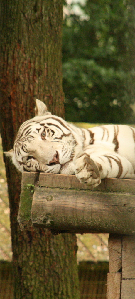 Teigetje, ouwehands dierenpark