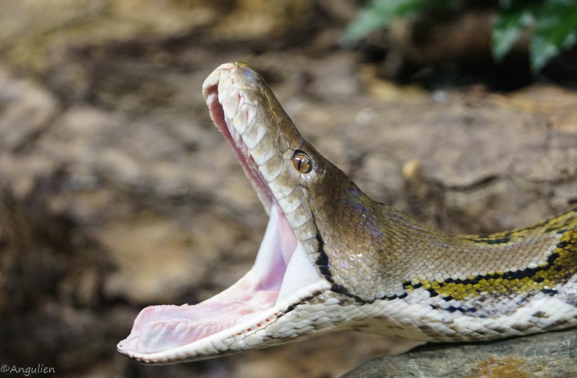 Netpython - Deze netpython liet even zien hoe ver zijn bek open kan.

Iedereen bedankt voor de reacties en stemmen op mijn vorige foto! - foto door angulien op 29-04-2018 - deze foto bevat: dierentuin, dieren, slang, reptielen, netpython