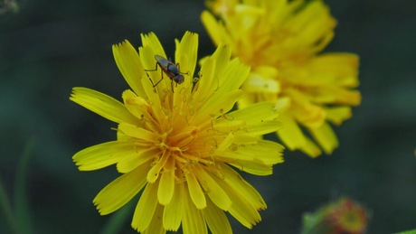 Insect op gele bloem.