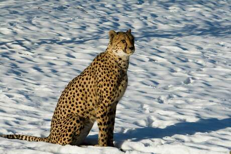 Cheetah in sneeuw