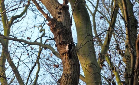 P1430026 Staal Duinse Bos Specht 27dec 2016