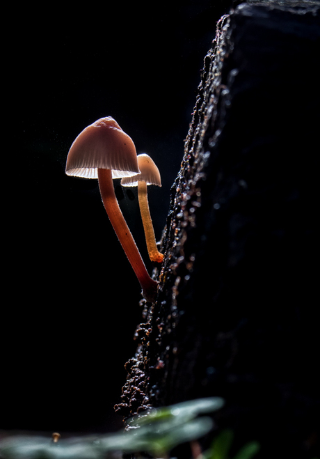 Grote bloedsteelmycena