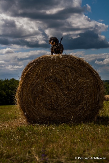 Hond op hooibaal