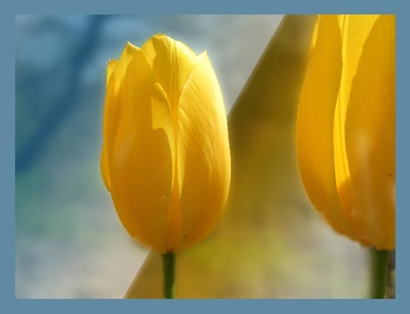 Twee tulpen aan het water