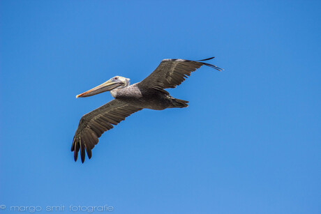 Flying pelican