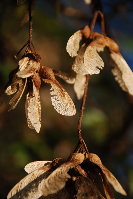 Herfst